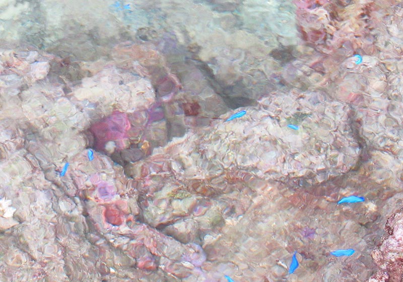 レンタカーで沖縄をドライブ 北部 恩納村のアポガマの青いさかな